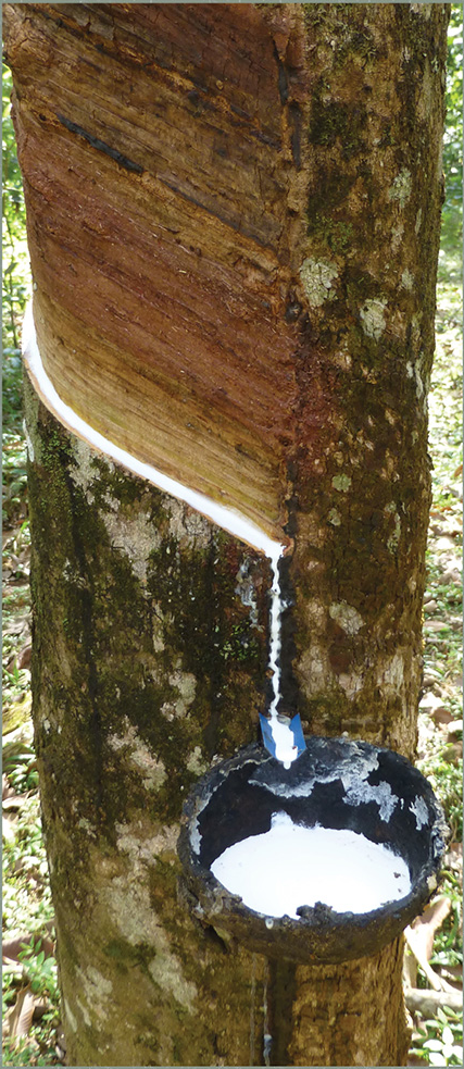 natural organic latex sap tree brazilia hevea