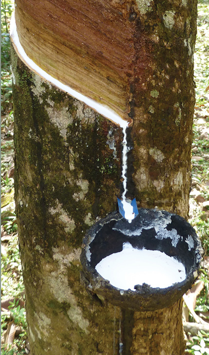 Natural latex sap from a rubber tree